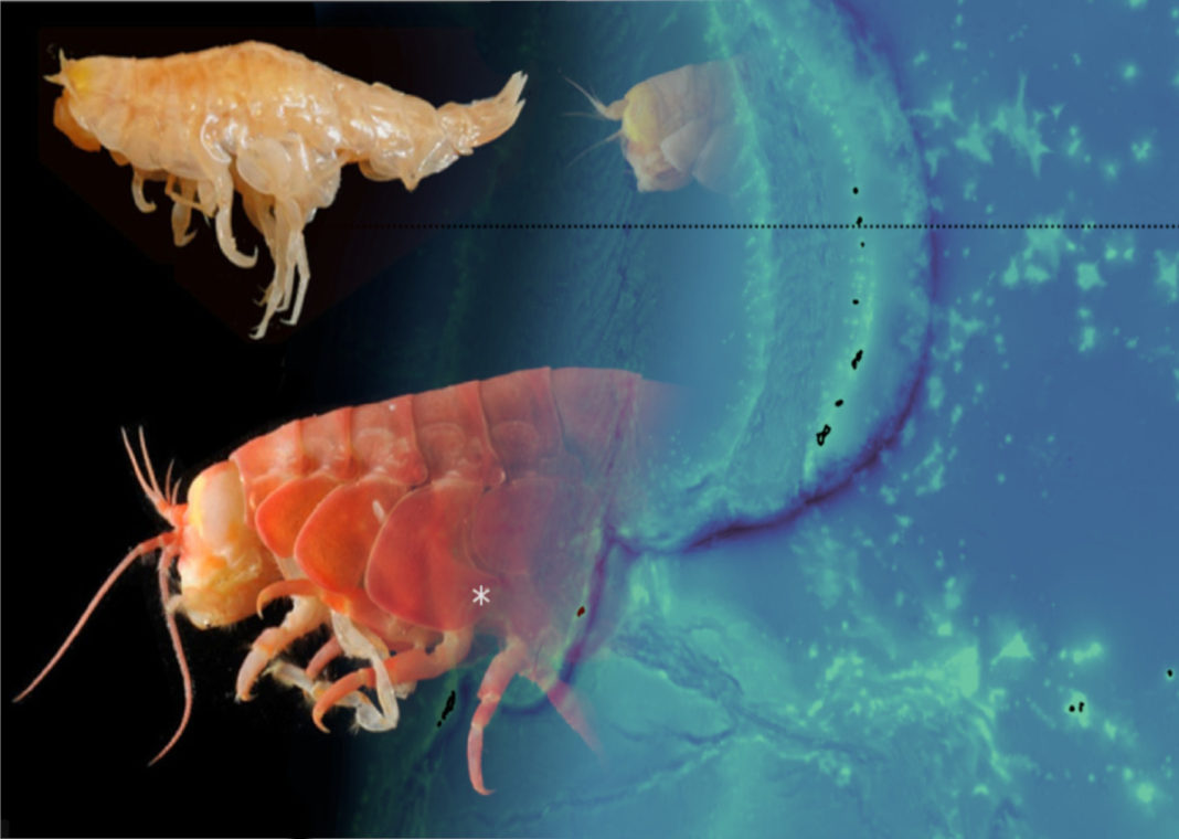 Microplastics Found in Crustaceans