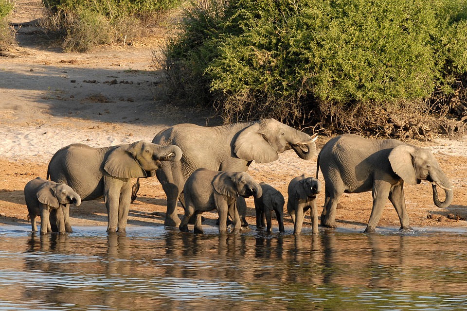Elephant Hunting in Botswana