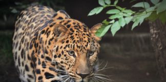 jaguar extinction