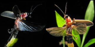 fireflies extinction