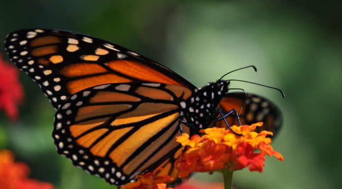 monarch butterfly