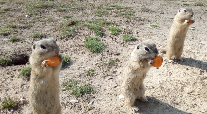 european ground squirrel